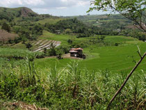 Die mini Reisterrassen auf Negros 
