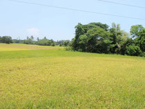 Kilometerweite Reisfelder vor San Jose