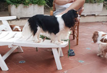 Alexy a 1 anno