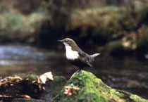 Wasseramsel