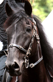 Drago, Equestrias 2011.