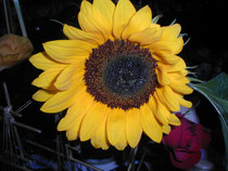 Sonnenblume