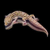 Leopardgecko 'Mirò' Stealth