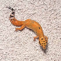 Leopardgecko 'Citrine' Clown
