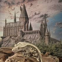 Kronengecko 'Sirius Black' Full Pinstripe Extreme Harlequin