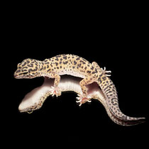 Leopardgecko 'Meredith' Mack Snow