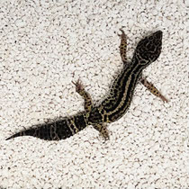 Leopardgecko 'Zero' Mack Snow