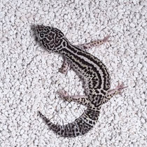 Leopardgecko 'Zero' Mack Snow