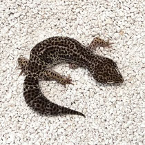 Leopardgecko 'Stelle' Albey`s Line-bred Snow