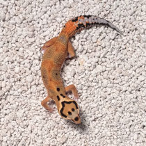 Leopardgecko 'Rook' Clown