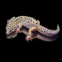 Leopardgecko 'Vyncent' Lavender Stripe