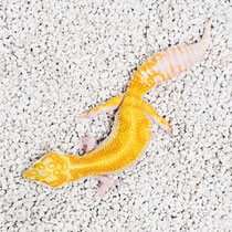 Leopardgecko 'Xhantara' W&Y Mack Snow Tremper Albino