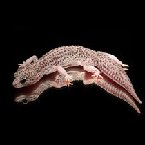 Leopardgecko 'Zebra' Mack Super Snow Ghost