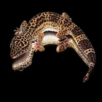 Leopardgecko 'Tigra' Light Black Night