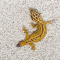 Leopardgecko 'Tea' Super Giant Reverse Broken Striped Tangerine Chocolate Tremper Albino Carrot Tail