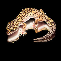 Leopardgecko 'Sayuri' Mack Snow
