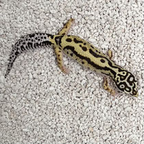Leopardgecko 'Infinity' Tangerine Striped Bandit