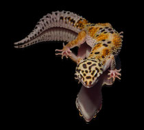 Leopardgecko 'Nayeli' Rainbow Red Stripe