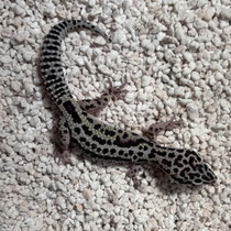 Leopardgecko 'Island' Albey`s Line-bred Snow