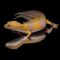 Leopardgecko 'Hélène' Tangerine Tremper Albino