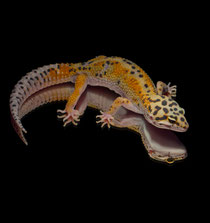 Leopardgecko 'Yakari' Rainbow Red Stripe