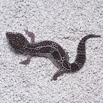Leopardgecko 'Lizzy' Mack Snow