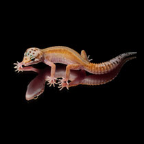 Leopardgecko 'Najuka' Red Stripe 