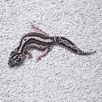 Leopardgecko 'Beauty' Mack Snow Striped Bandit