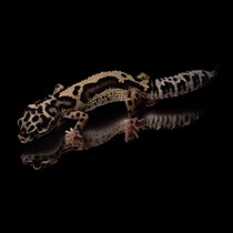 Leopardgecko 'Frost' Striped Mack Snow Bandit het. Tremper Albino