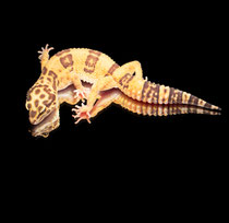 Leopardgecko 'Bright' Tangerine Chocolate Tremper Albino