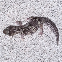 Leopardgecko 'Smokey' Mack Snow Black Night