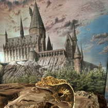 Kronengecko 'Hermine Granger' Broken Pinstripe Tricolor Extreme Harlequin