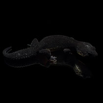 Leopardgecko 'Sula' Full Black Night