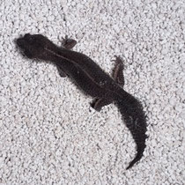 Leopardgecko 'Sula' Full Black Night