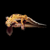 Leopardgecko 'Cake' Tangerine Jungle Chocolate Tremper Albino