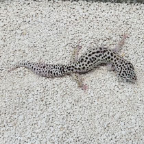 Leopardgecko 'Linen' Albeys Line Bred Snow