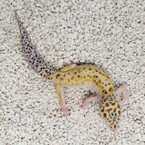 Leopardgecko 'Marble' W&Y Mack Snow