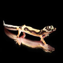 Leopardgecko 'Mississippi' Tangerine Striped Bandit