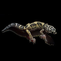 Leopardgecko 'Onyx' Tangerine Jungle Bandit