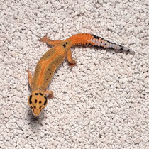 Leopardgecko 'Hexa' Clown