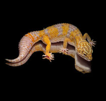 Die dicken Schwänze der Geckos können gewöhnungsbedürftig sein