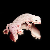 Leopardgecko 'Silver' W&Y Mack Snow 