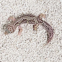 Leopardgecko 'Powder' Albeys Line Bred Snow