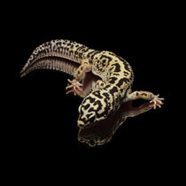 Leopardgecko 'Texas' Tangerine Jungle Bandit