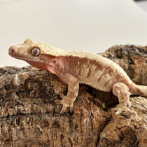Kronengecko 'Molly Weasley' Extreme Harlequin Flame, Red Tricolor