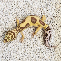 Leopardgecko 'Havanna' Tangerine Jungle Chocolate Tremper Albino