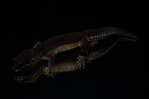 Leopardgecko Black Night 'Sula' von Roy Suiter & Ferry Zuurmond