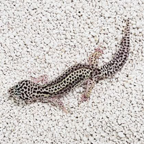 Leopardgecko 'Cream' Albeys Line Bred Snow
