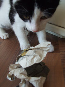 Kleiner Kater spielt mit Papierkugel