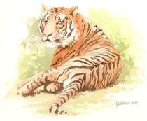 tigre au repos